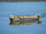 Elkhorn Slough, Moss Landing, California, Usa