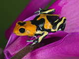 Imitator Poison-Dart Frog, Peru
