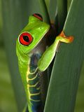 Red-Eyed Tree Frog