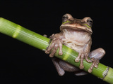 Masked Treefrog, Choca Region, Ecuador
