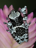 Amazon Milk Frog