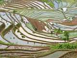 Buy Native Yi People Plant Flooded Rice Terraces Near Laomeng Town, Jinping, Yunnan, China at AllPosters.com