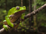 Giant Leaf Frog in the Rainforest, Iwokrama Reserve, Guyana