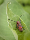 Long-Horned Milkweed Beetle, Jenson Lake Park, Eagan, Minnesota, Usa