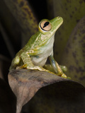 Palmar Treefrog, Choca Region, Ecuador