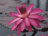 Buy Naples Botanical Garden, Florida, Usa at AllPosters.com