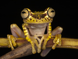 Imbabura Treefrog, Choca Region, Ecuador