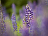 Lupine, Near Silver Bay, Northeastern Minnesota, Usa