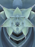 Agave Cactus