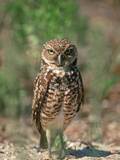 Buy Burrowing Owl, Florida, Usa at AllPosters.com