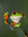 Red-Eyed Tree Frog