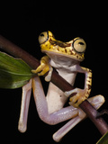 Imbabura Treefrog, Choca Region, Ecuador