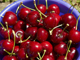 Bucket of Cherries, Cromwell, Central Otago, South Island, New Zealand