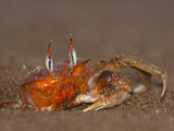 Buy Ghost Crab, Santiago Island, Galapagos Islands, Ecuador at AllPosters.com