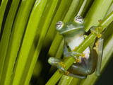 Glass Frog, Choca Region, Ecuador