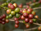 Coffee Beans on Coffee Bush, Costa Rica