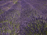 Lavender Farm, Near Cromwell, Central Otago, South Island, New Zealand