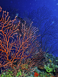Buy Underwater, Bonaire, Netherlands Antilles at AllPosters.com