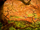 Japanese Maple Trees in Winterthur Gardens, Wilmington, Delaware, Usa