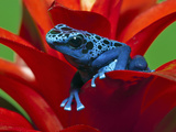 Blue Poison Dart Frog, Surinam