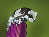 Amazon Milk Frog