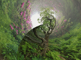 Path Through Catawba Rhododendron, Craggy Gardens, North Carolina, Usa