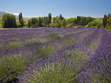Lavender Farm, Near Cromwell, Central Otago, South Island, New Zealand