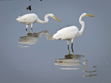 Great Egrets, Huntington Beach State Park, South Carolina, Usa