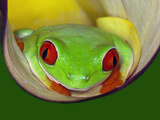 Red-Eyed Tree Frog