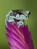 Amazon Milk Frog