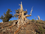 Weathered Tree in the Ancient Bristlecone Pine Forest, White Mountains, California, Usa
