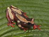 Clown Tree Frog
