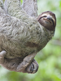 A Brown-Throated Sloth and Her Baby, Corcovado National Park, Costa Rica