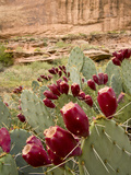 Prickly Pear Cactus Fruit, Canyonlands National Park, Utah, Usa