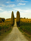 Late Summer Wine Scene in the Hills of Panzano, Tuscany, Italy