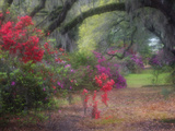 Spring Azaleas in Bloom at Magnolia Plantation and Gardens, Charleston, South Carolina, Usa