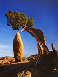Weathered Juniper Tree Frames Rock Monolith, Joshua Tree National Park, California, Usa