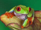 Red-Eyed Tree Frog