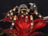 Mexican Red-Kneed Tarantula, Mexico