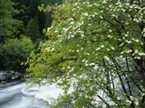 Flowering Dogwood Tree Along the Merced River, Yosemite National Park, California, Usa