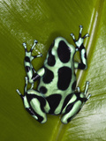 Green and Black Dart Frog, Costa Rica
