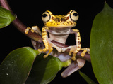 Imbabura Treefrog, Choca Region, Ecuador