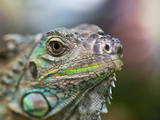 Profile of a Green Iguana, Costa Rica