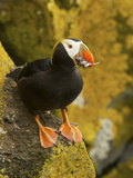 Buy Tufted Puffin with a Mouthful of Fish, St Paul, Pribilof Islands, Alaska, Usa at AllPosters.com