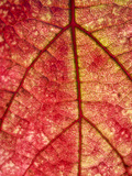 Grape Leaf in Fall, Paso De Robles, California, Usa