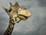 Giraffe, Fossil Rim Wildlife Area, Texas, Usa