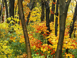 Buy Quebec City with Fall Foliage, Quebec, Canada at AllPosters.com