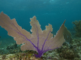 Buy Common Sea Fan, Mexico at AllPosters.com
