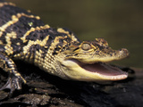 Buy American Alligator at AllPosters.com