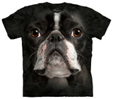 Boston Terrier Face